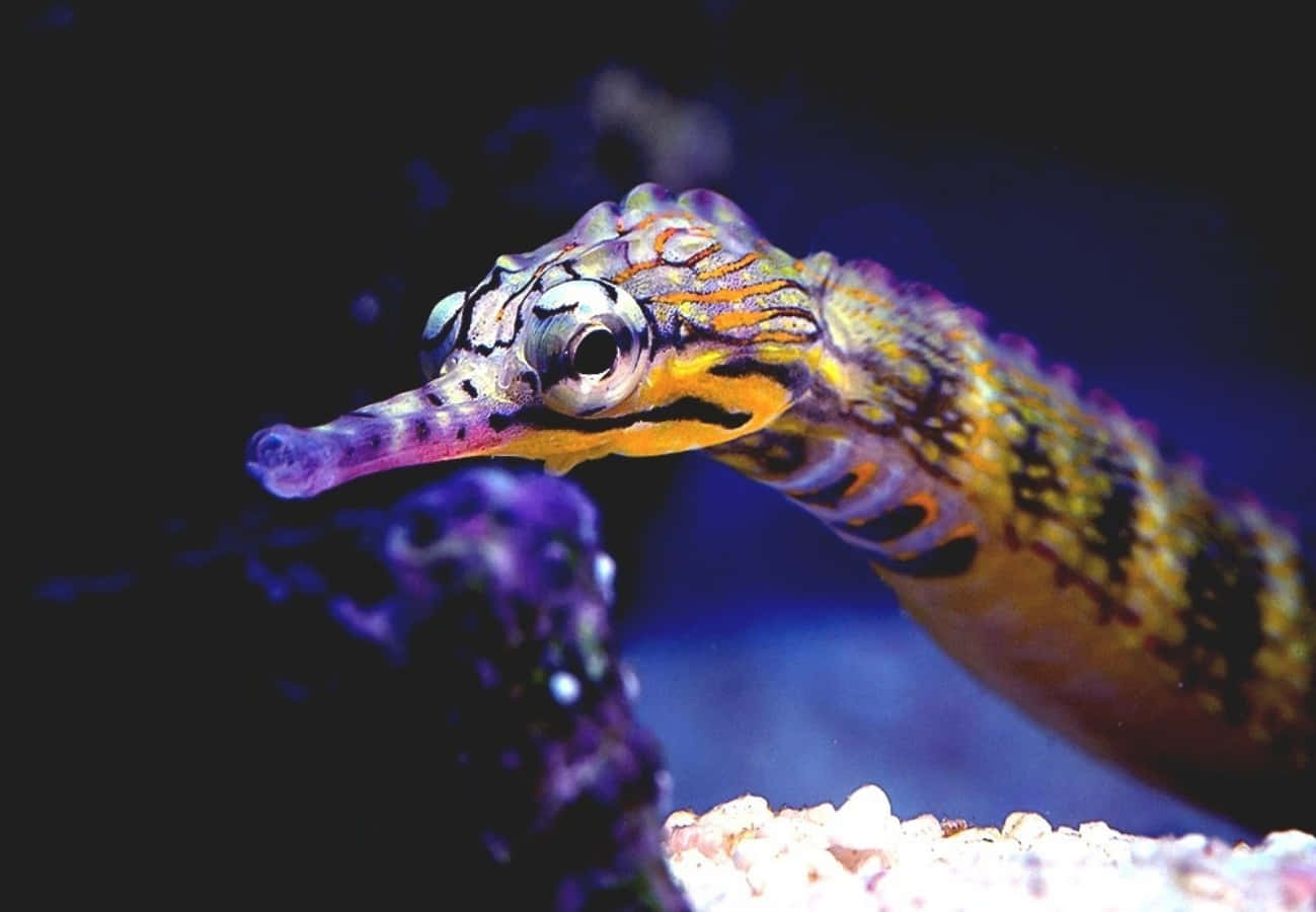 Vibrant Underwater Exploration With Pipefish Wallpaper