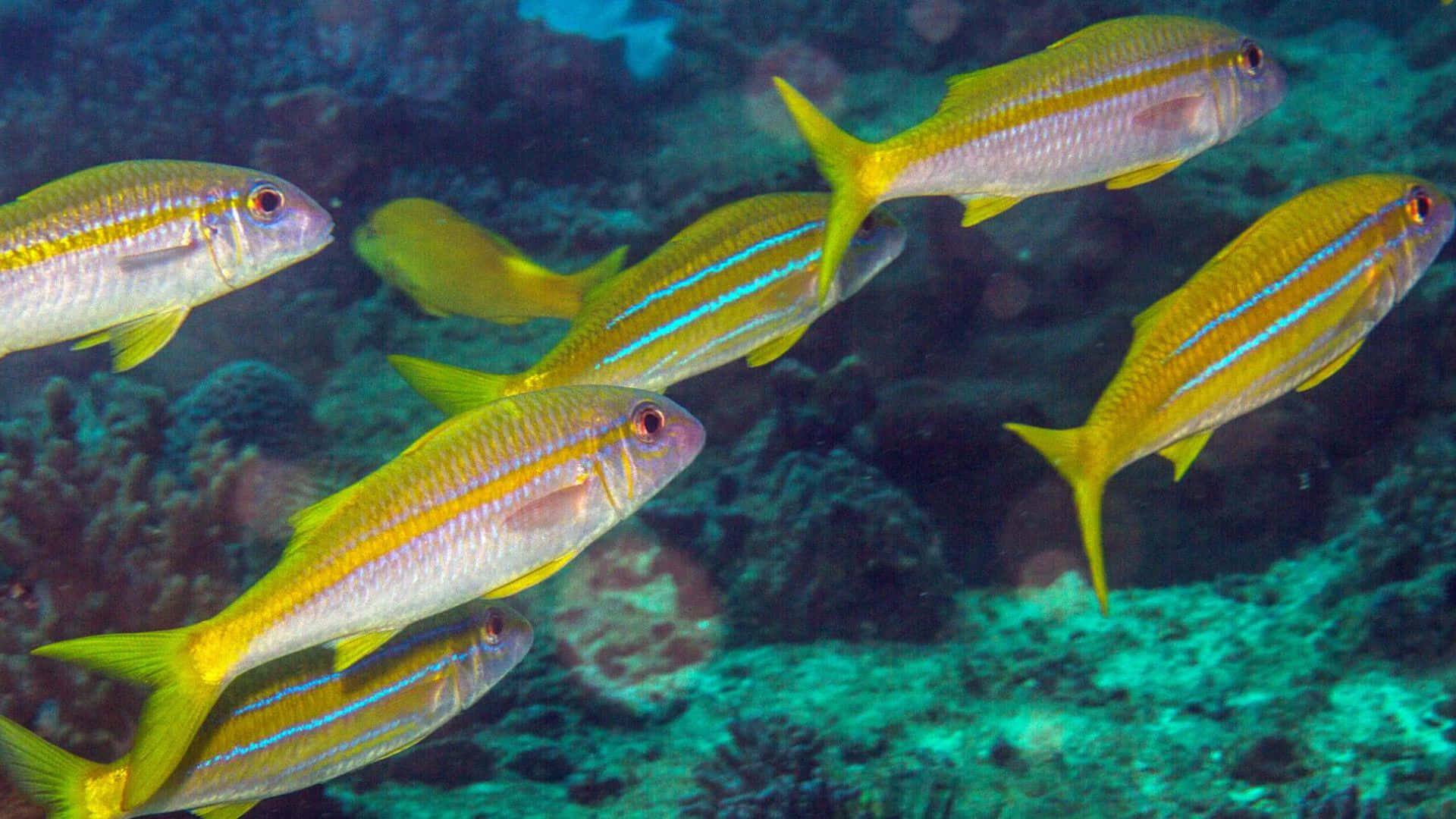 Scène Sous-marine Vibrante Avec Un Poisson Chèvre Fond d'écran