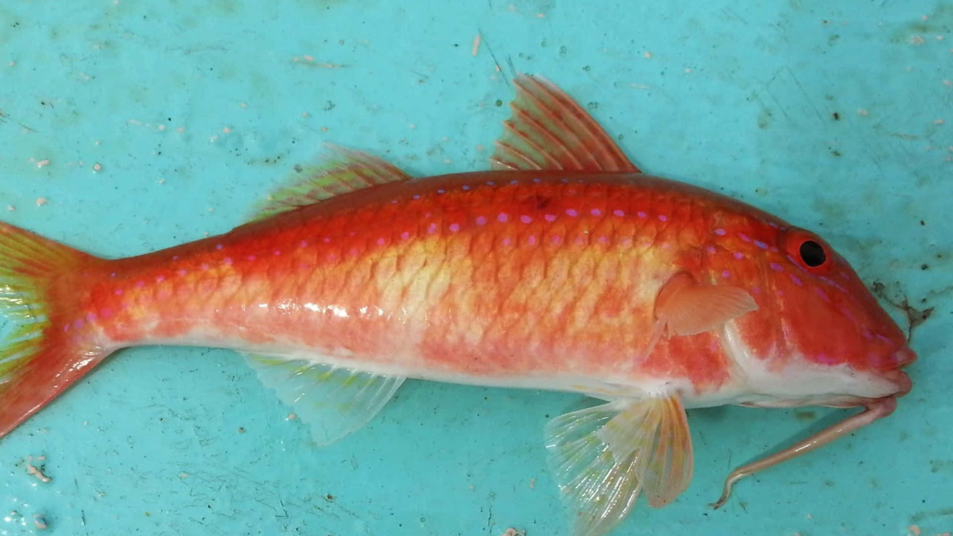 Vibrant Underwater View Of A Striped Goatfish Wallpaper