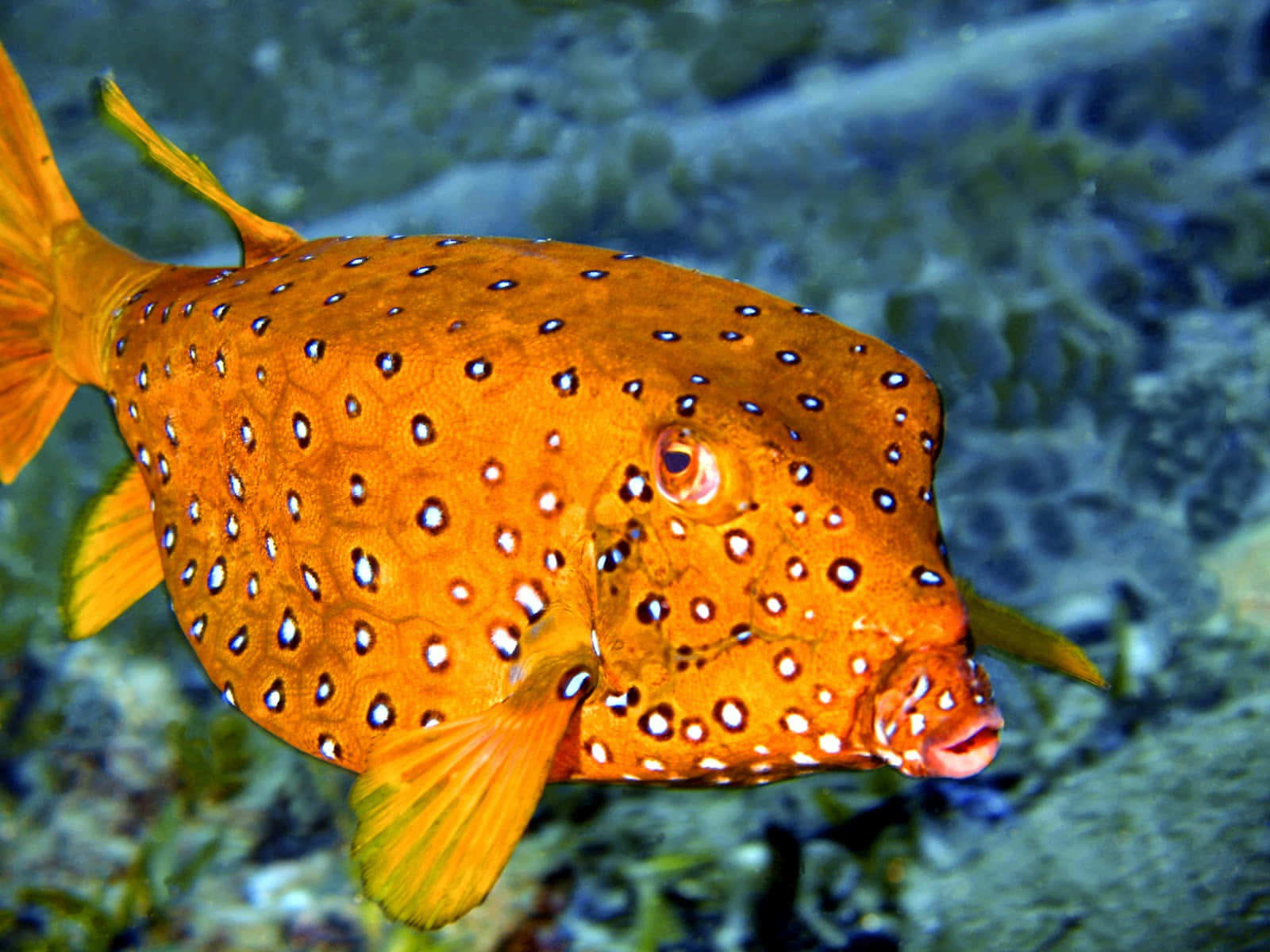 Vibrant Underwater World: A Boxfish Swims In The Coral Reef Wallpaper