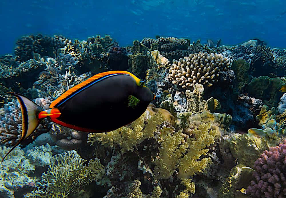 Vibrant_ Unicornfish_ Coral_ Reef_ Scene.jpg Wallpaper