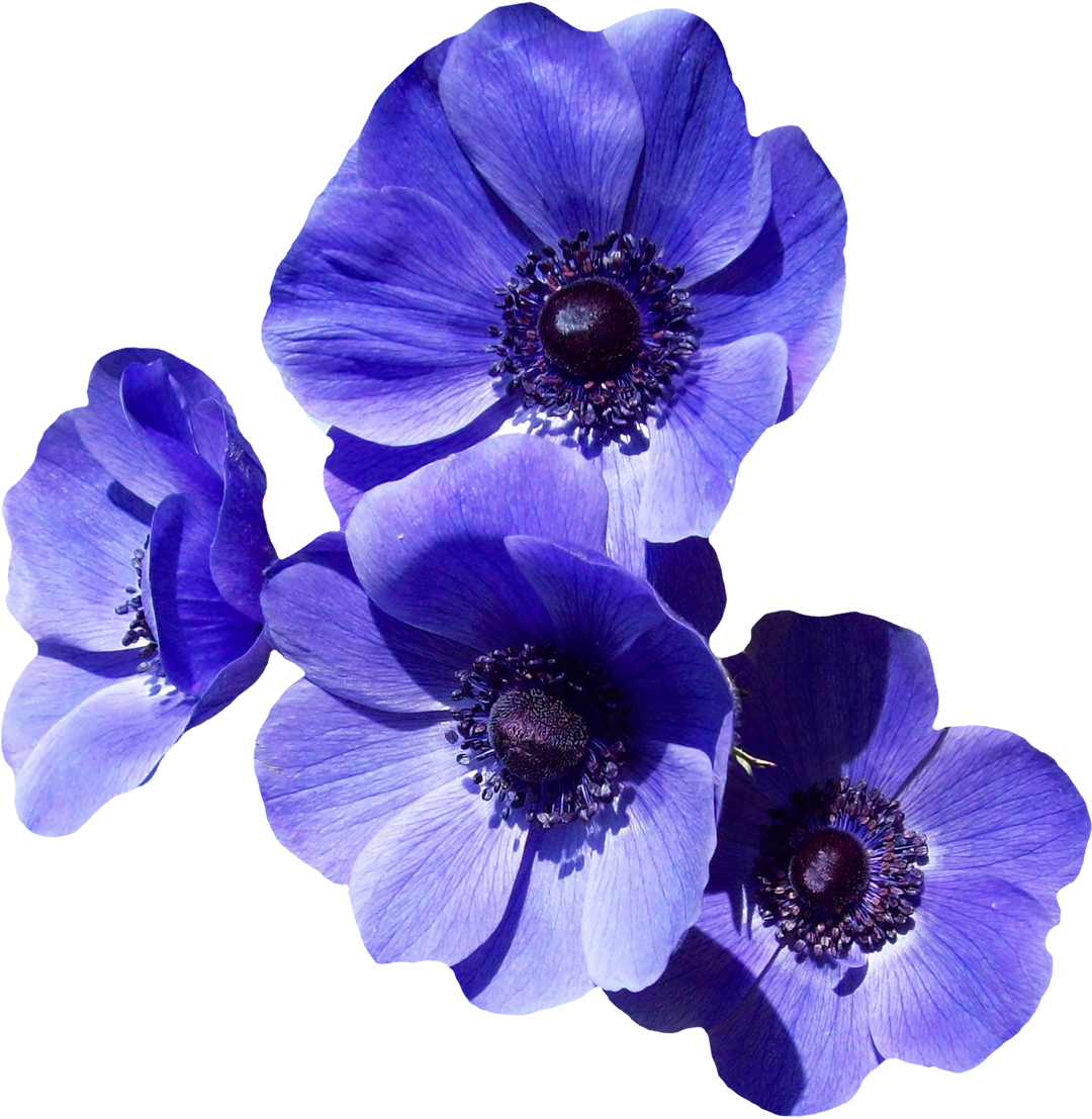 Vibrant Violet Anemone Flowers PNG