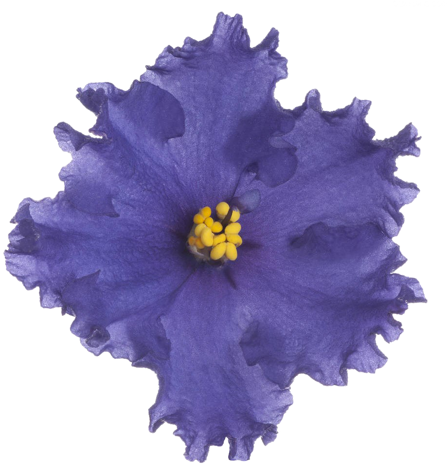 Vibrant Violet Flower Isolated PNG