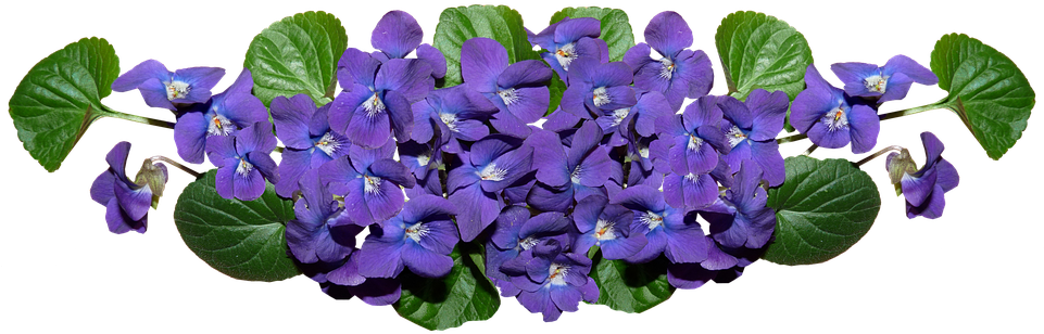 Vibrant Violet Flowers Cluster PNG