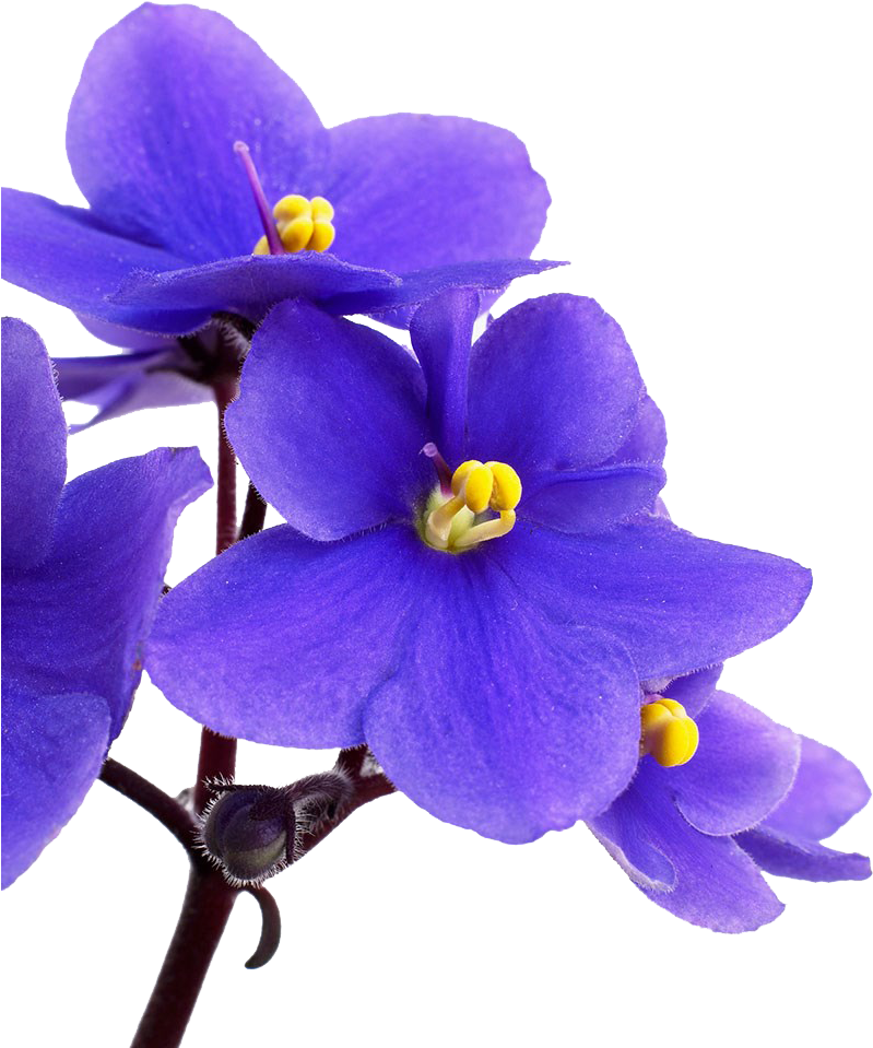Vibrant Violet Flowers PNG