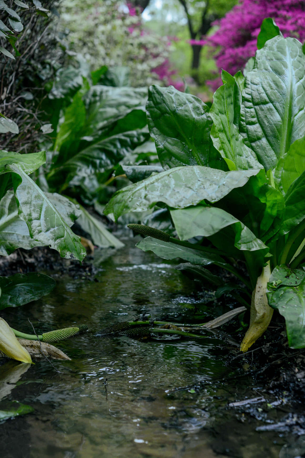 Vibrant Wetland Ecosystem - An Abode Of Wetland Plants Wallpaper