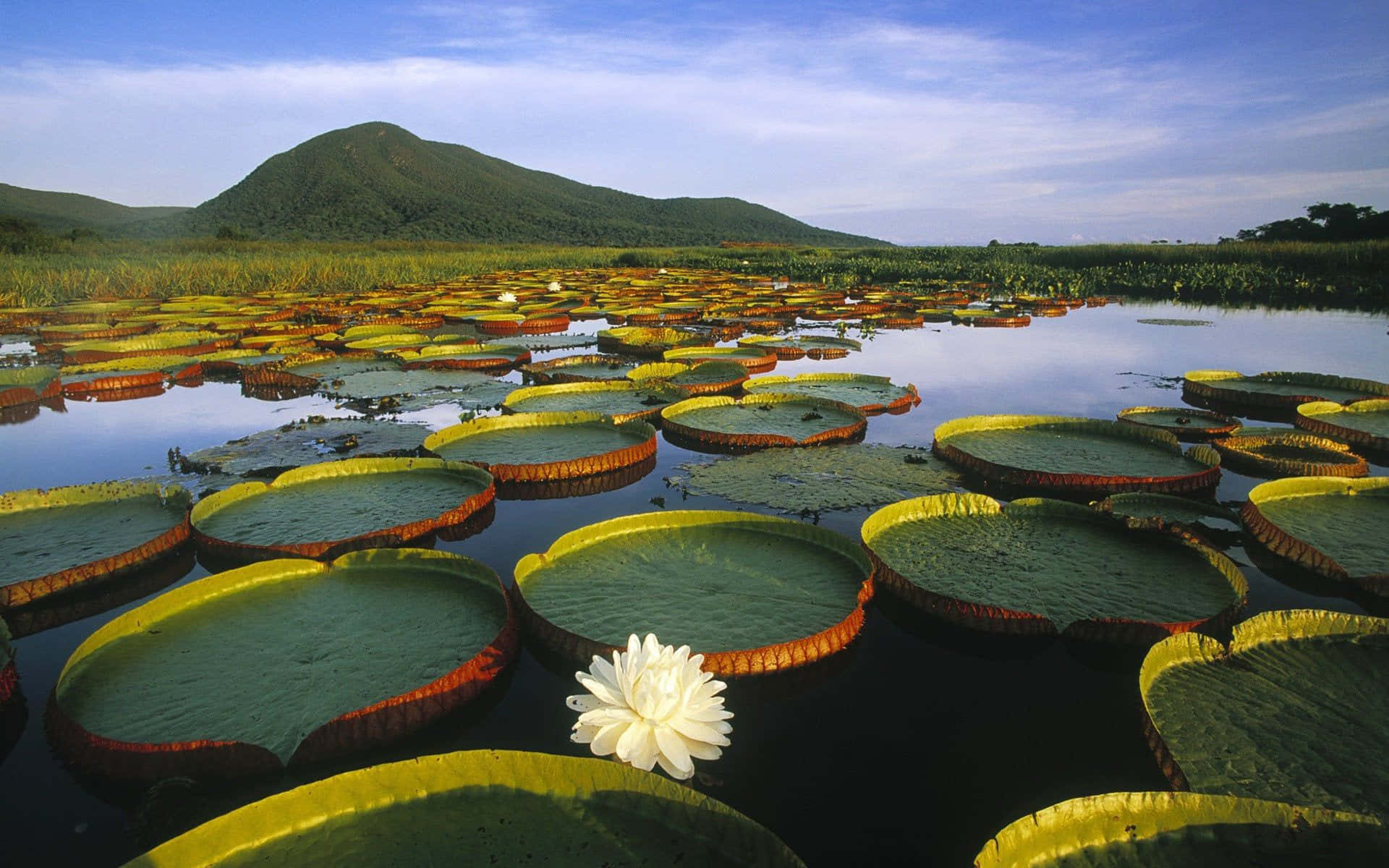 Vibrant Wetland Ecosystem Wallpaper