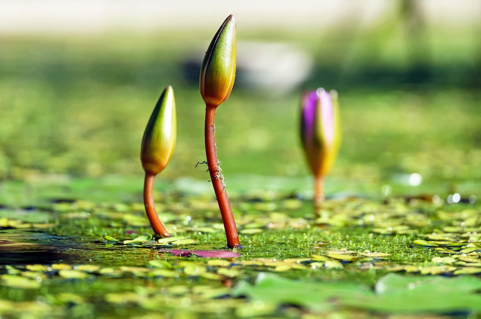 Vibrant Wetland Ecosystem Wallpaper