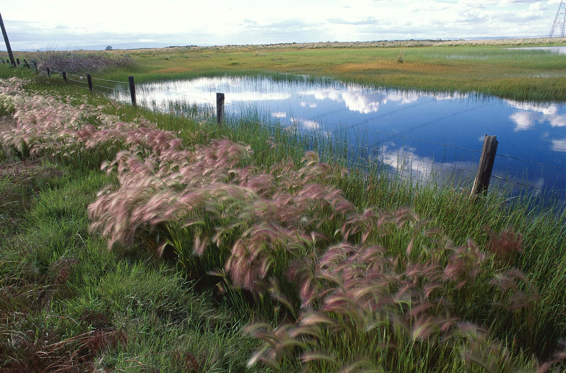 Vibrant Wetland Ecosystem With Blooming Plants Wallpaper