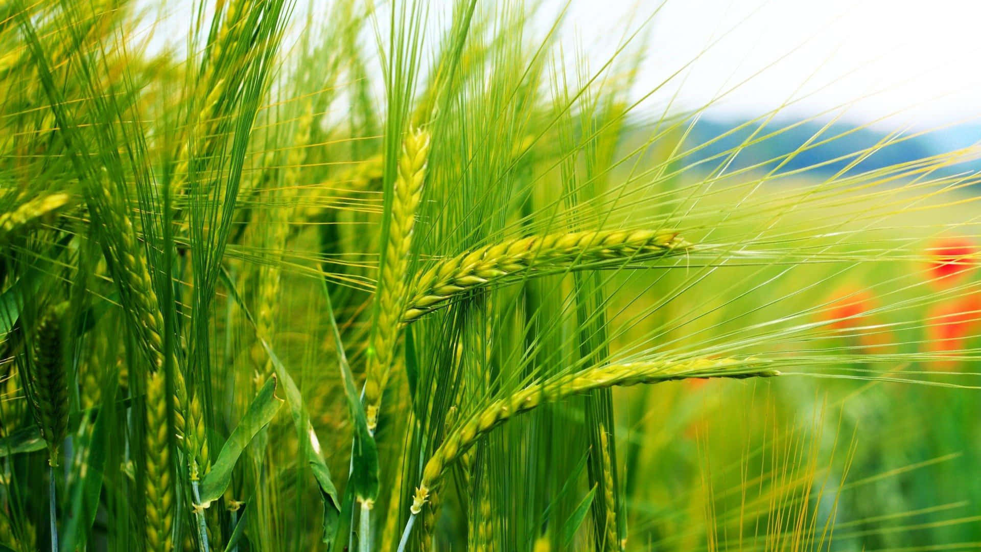 Vibrant Wheat Field Summer Breeze Wallpaper