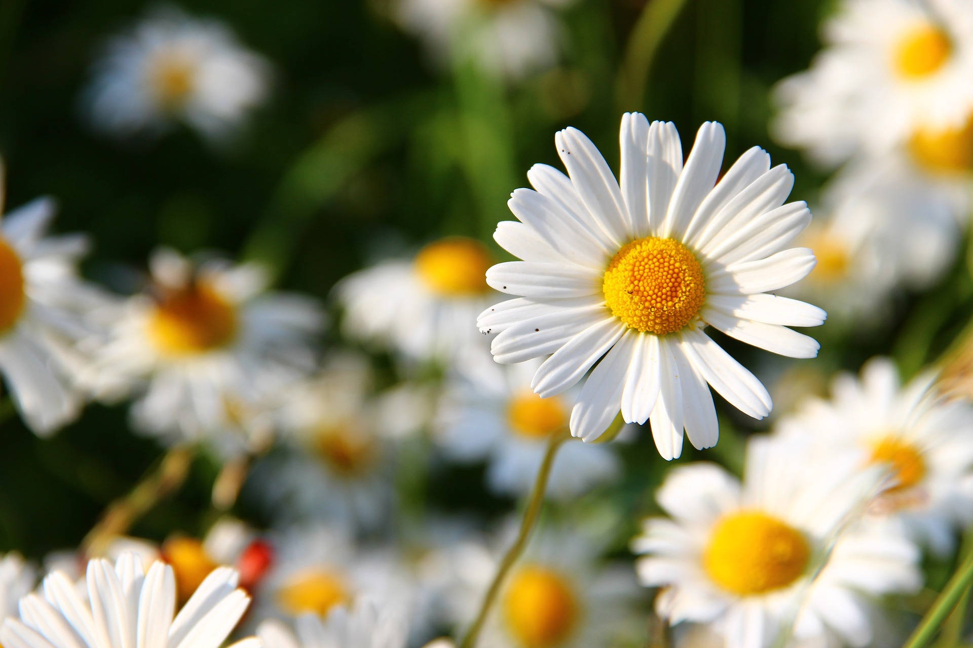 Vibrant White Flowers Daisy Wallpaper