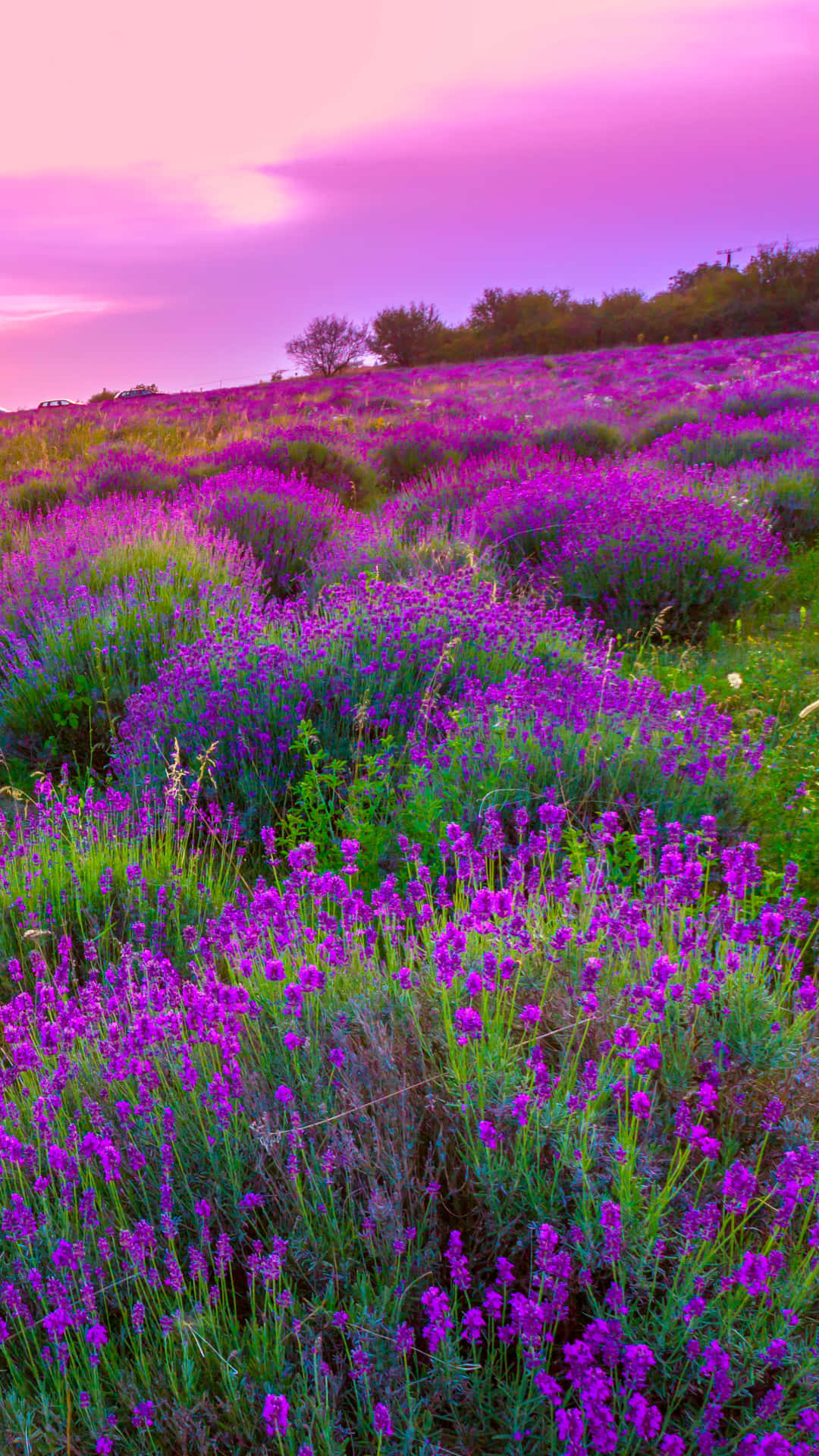 Vibrant Wild Lavender Flower Field Wallpaper