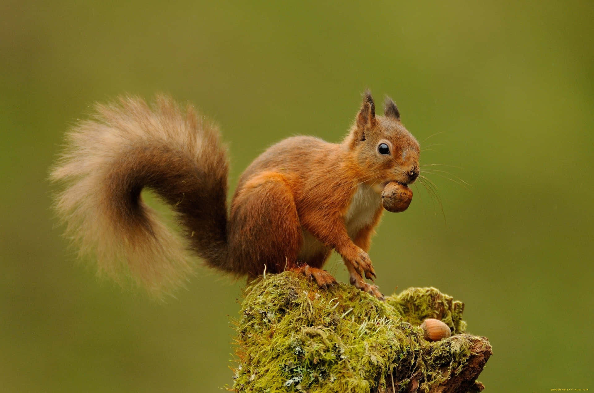 Vibrant Wilderness - Close-up Of A Squirrel In Nature