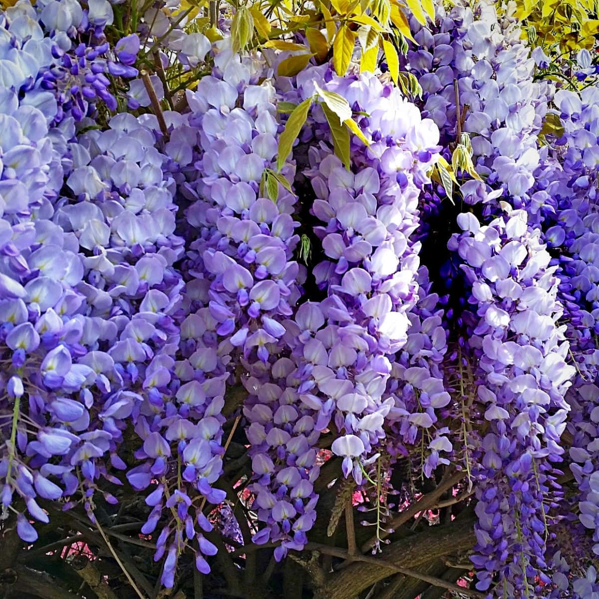 Vibrant Wisteria Blooms Wallpaper