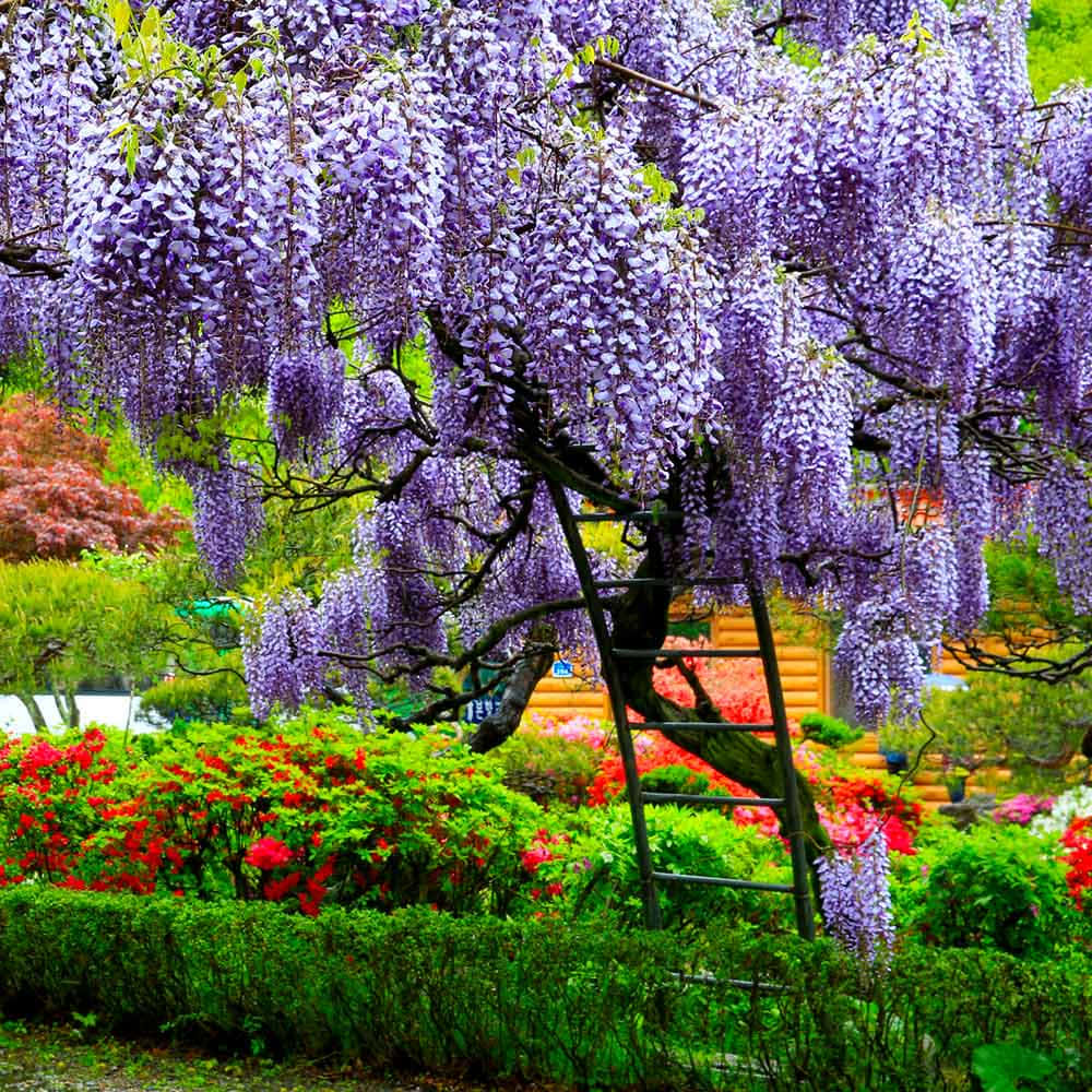 Levendige Wisteria Tuin Bloei Achtergrond