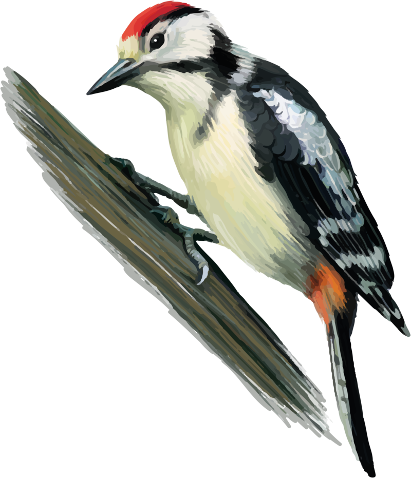 Vibrant_ Woodpecker_ Illustration.png PNG