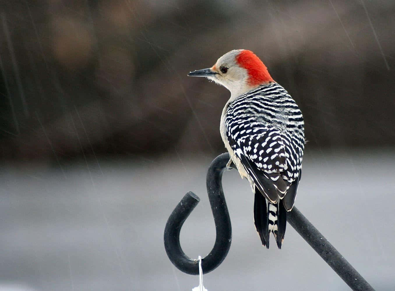 Vibrant Woodpecker In Natural Habitat Wallpaper