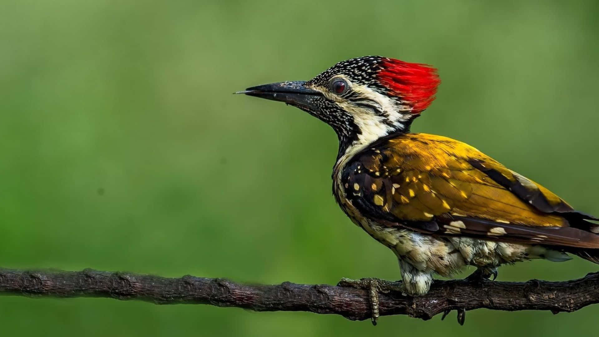 Vibrant Woodpecker In Natural Habitat Wallpaper