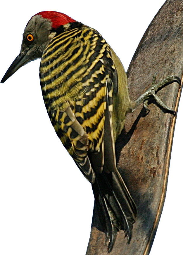Vibrant Woodpecker On Tree PNG