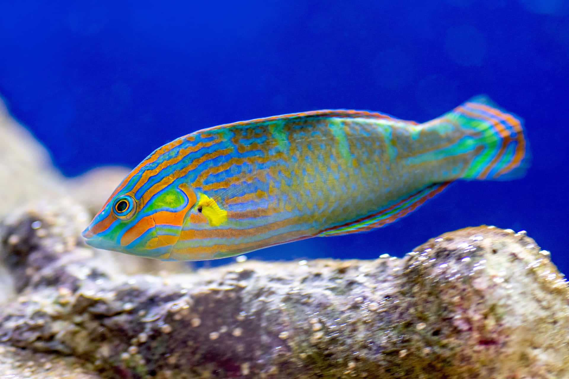 Vibrant Wrasse Swimming Aquarium Wallpaper