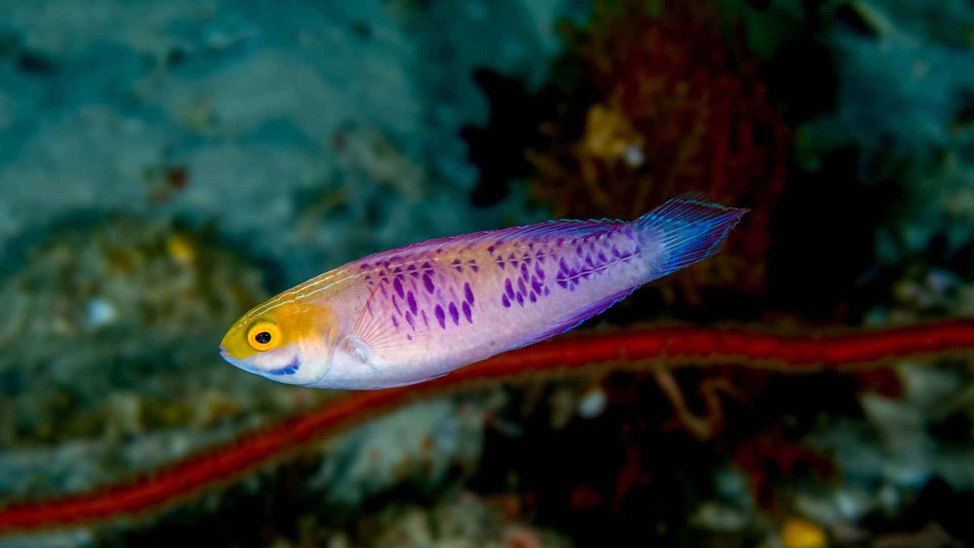 Vibrant Wrasse Underwater Wallpaper