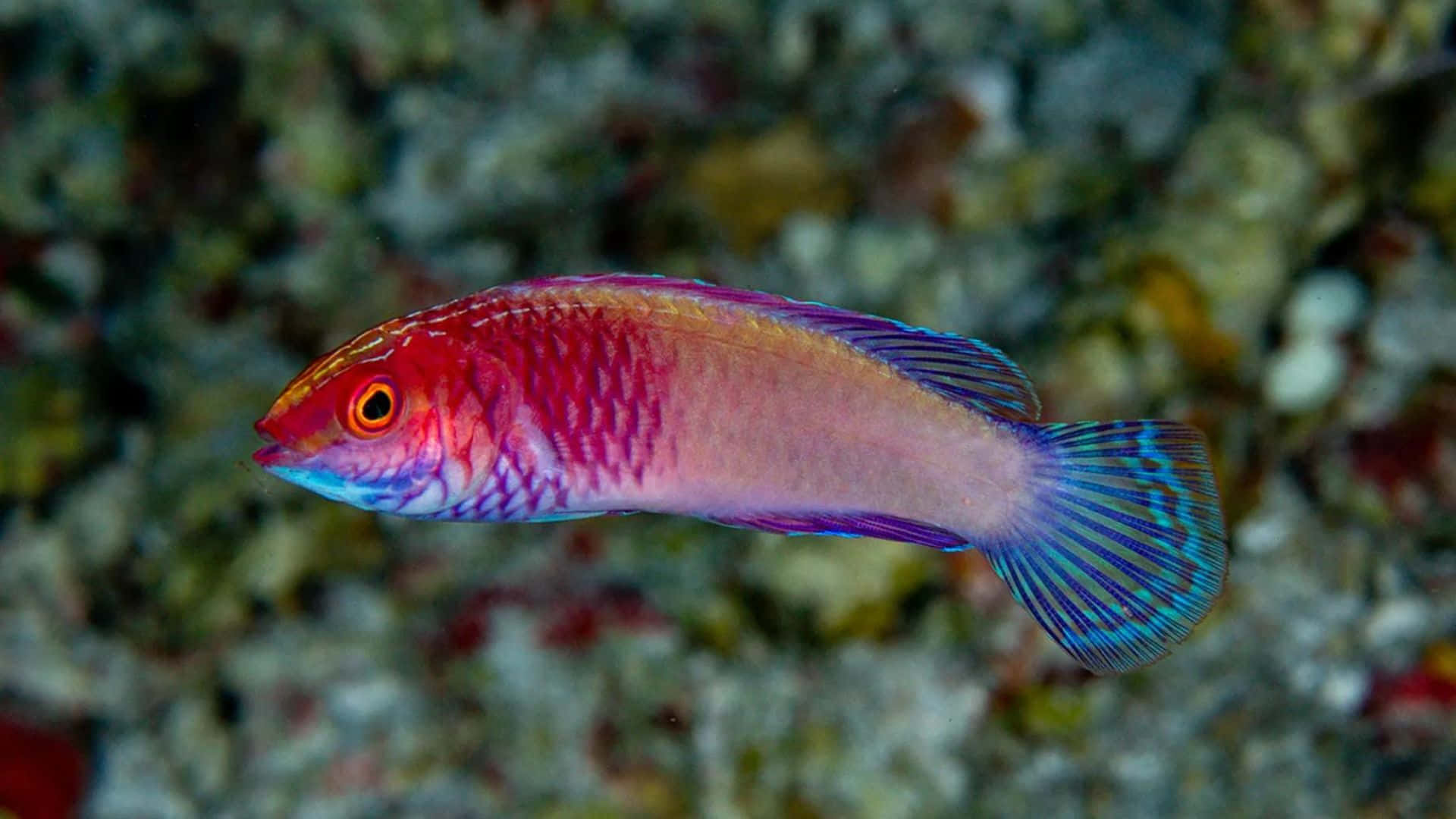 Vibrant Wrasse Underwater Wallpaper