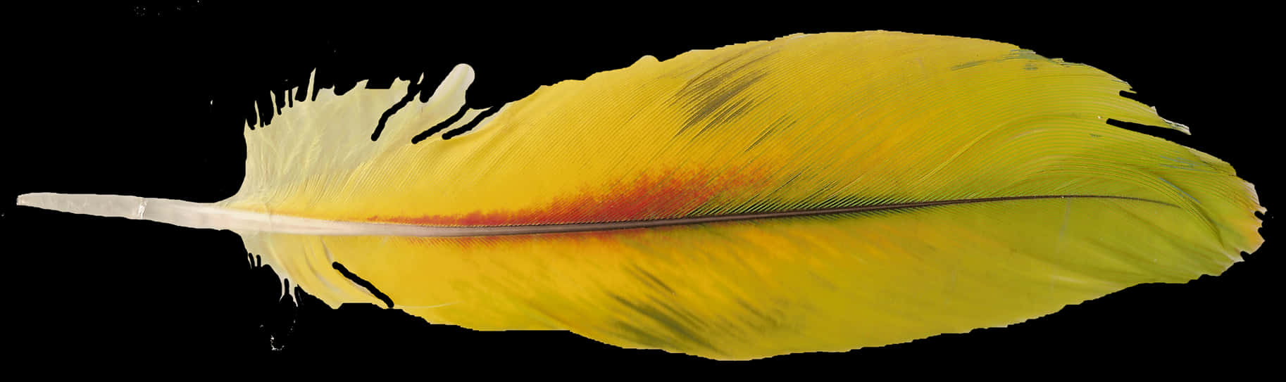 Vibrant Yellow Bird Feather PNG