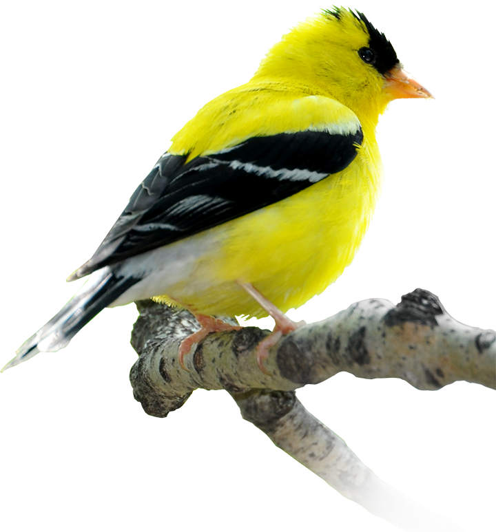 Vibrant Yellow Bird Perched PNG