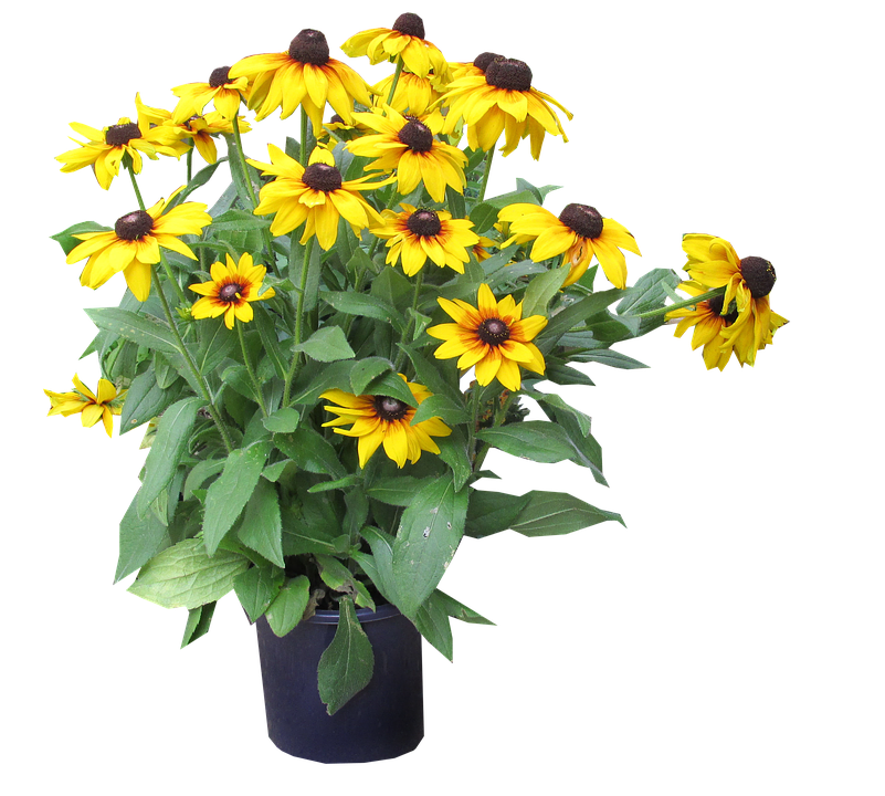 Vibrant Yellow Black Eyed Susansin Vase PNG