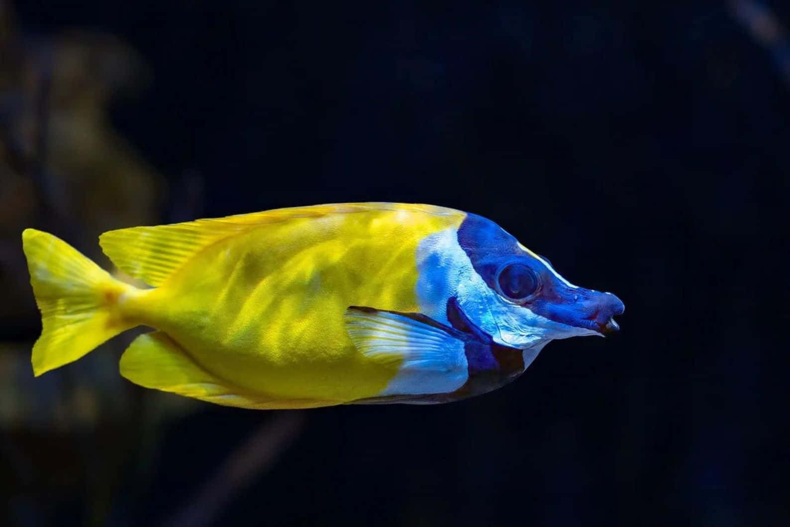 Vibrant Yellow Blue Rabbitfish Swimming Wallpaper