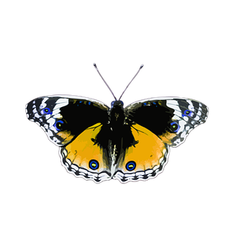 Vibrant Yellow Butterfly Black Background PNG