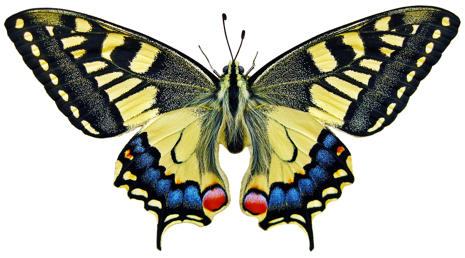Vibrant Yellow Butterfly Transparent Background PNG