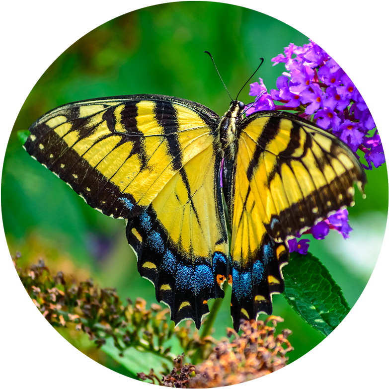 Vibrant Yellow Butterflyon Purple Flowers PNG