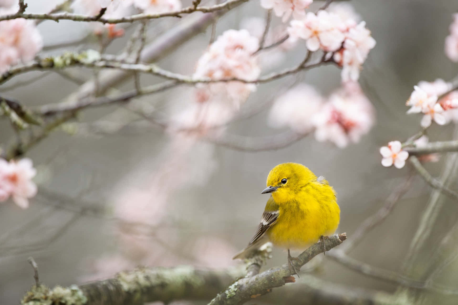 Vibrant Yellow Canary Perched In Nature Wallpaper