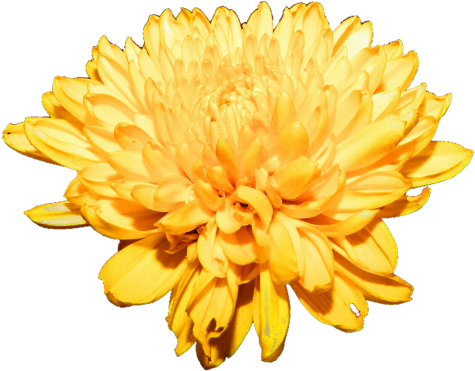 Download Vibrant Yellow Chrysanthemum Flower | Wallpapers.com