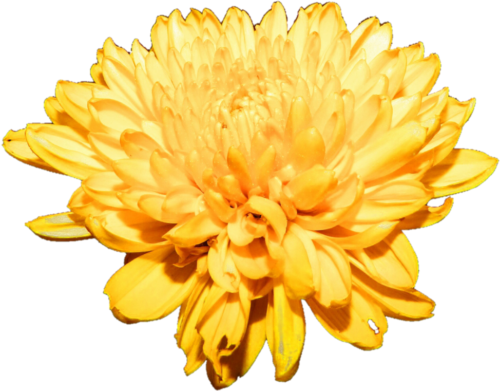 Vibrant Yellow Chrysanthemum Flower PNG