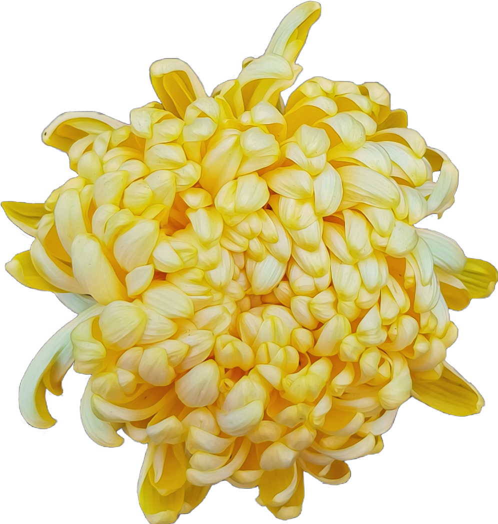 Vibrant Yellow Chrysanthemum Flower PNG