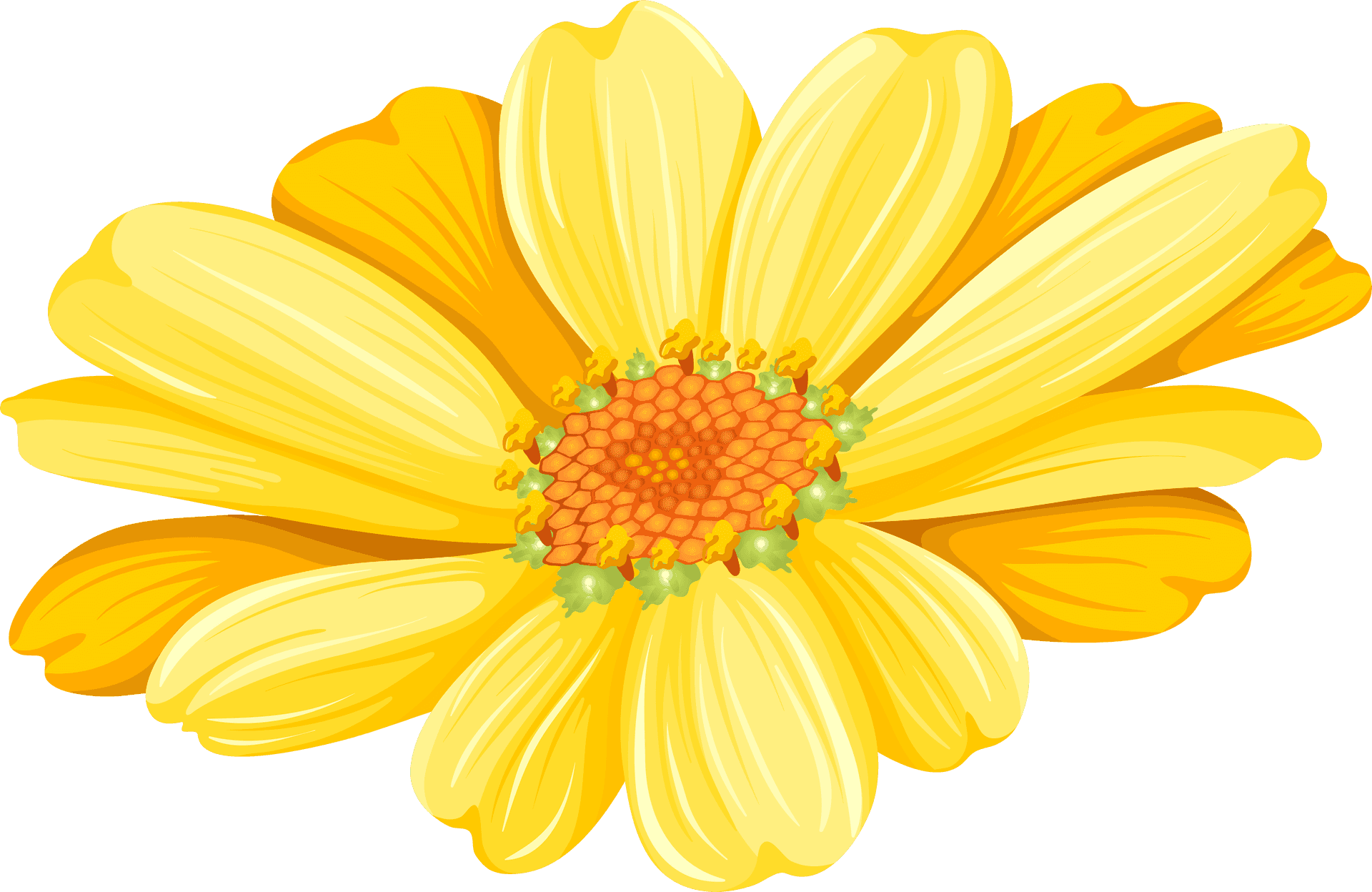 Vibrant Yellow Chrysanthemum Graphic PNG