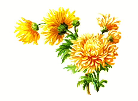 Vibrant Yellow Chrysanthemums Artwork PNG