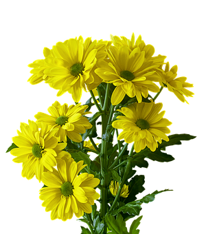 Vibrant Yellow Chrysanthemums Black Background PNG