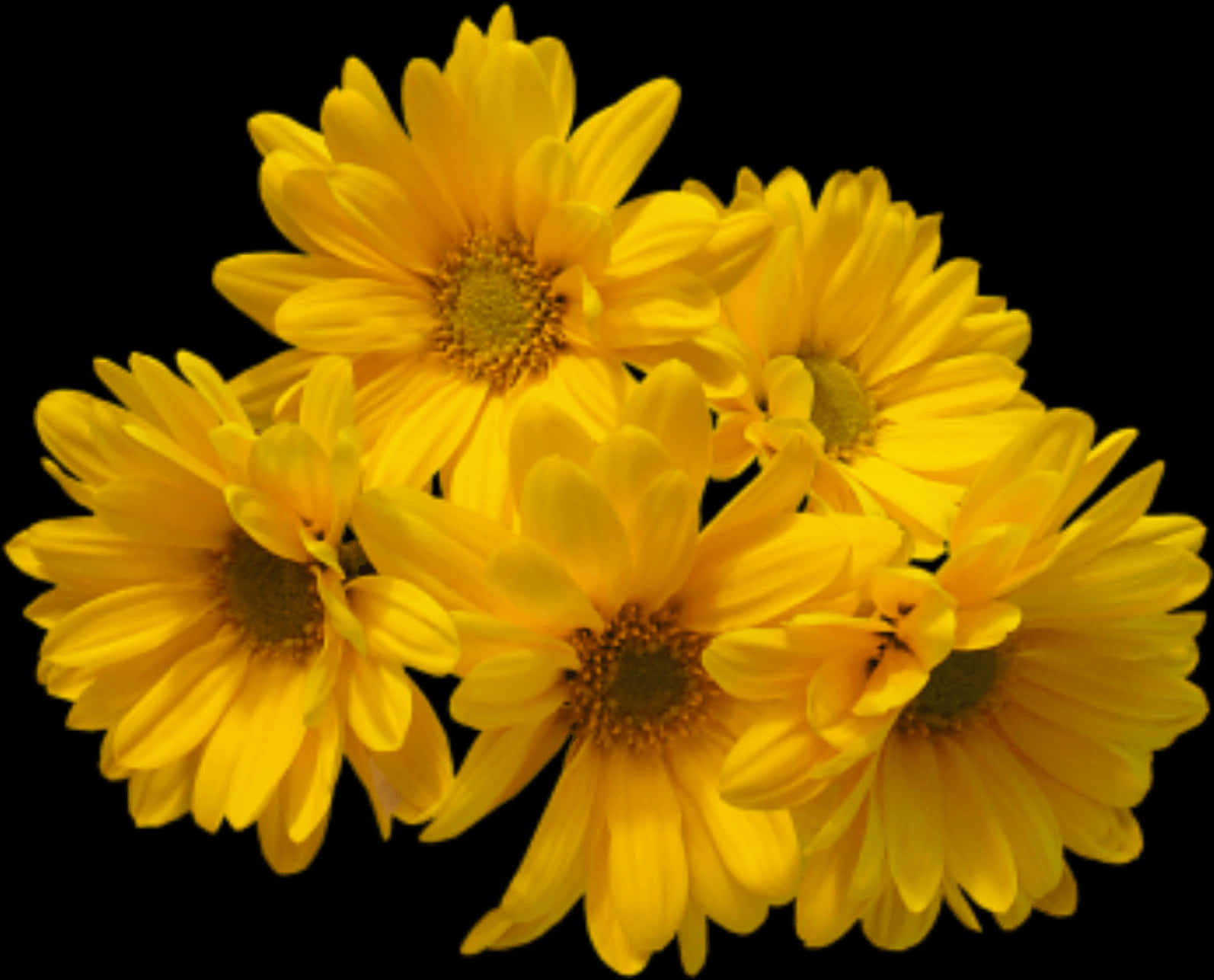 Vibrant Yellow Chrysanthemums Black Background PNG