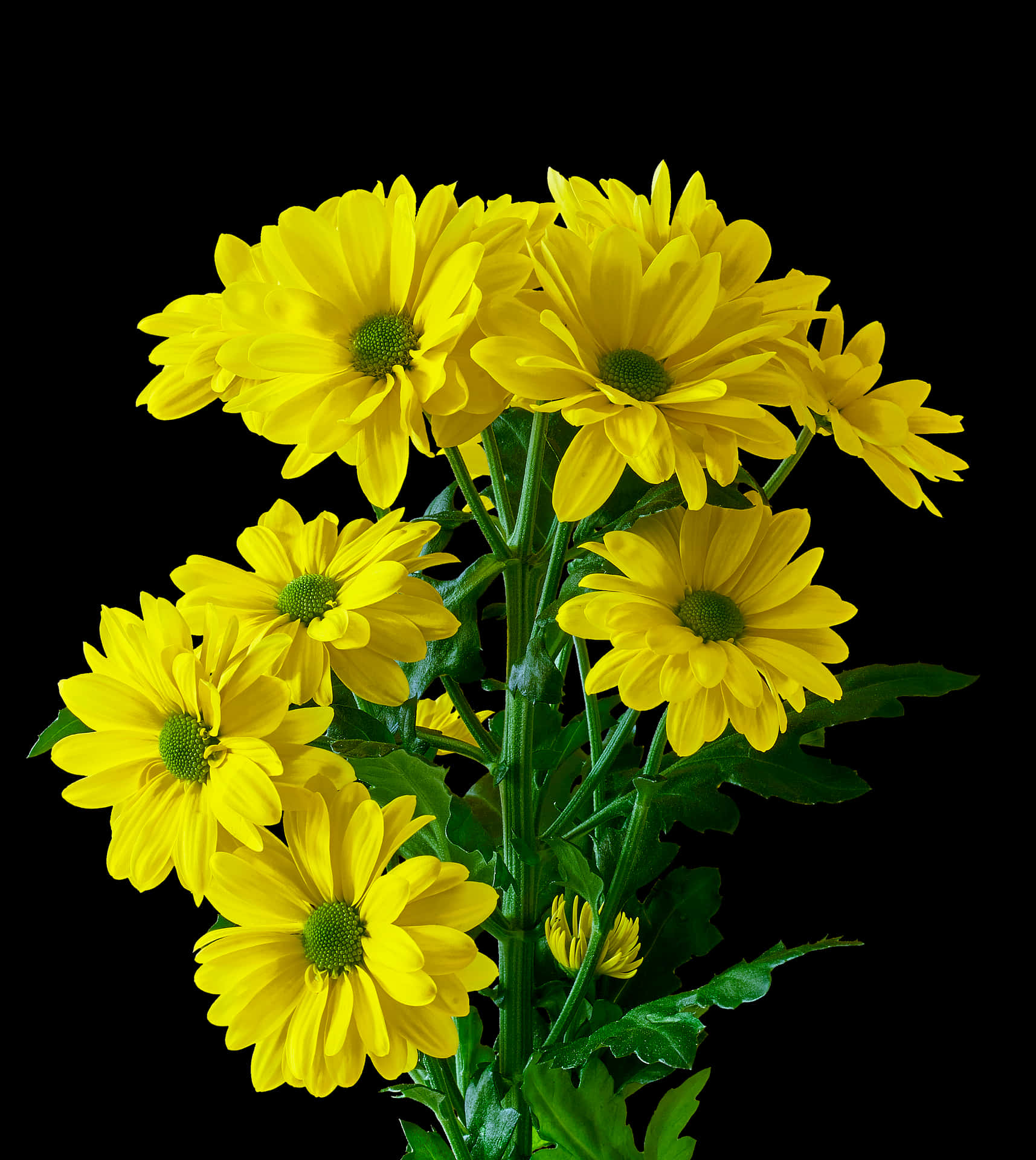 Vibrant Yellow Chrysanthemums PNG