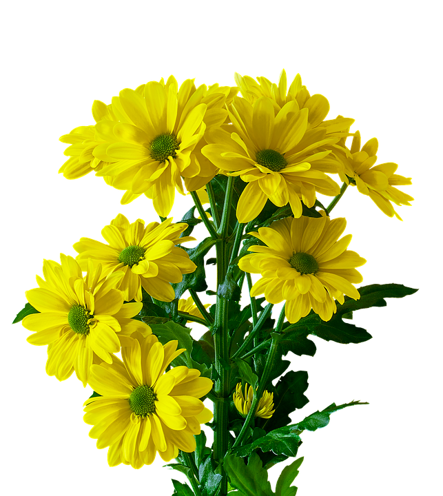 Vibrant Yellow Chrysanthemums PNG