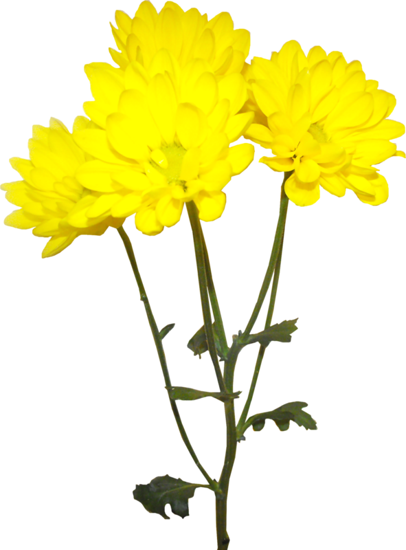 Vibrant Yellow Chrysanthemums PNG