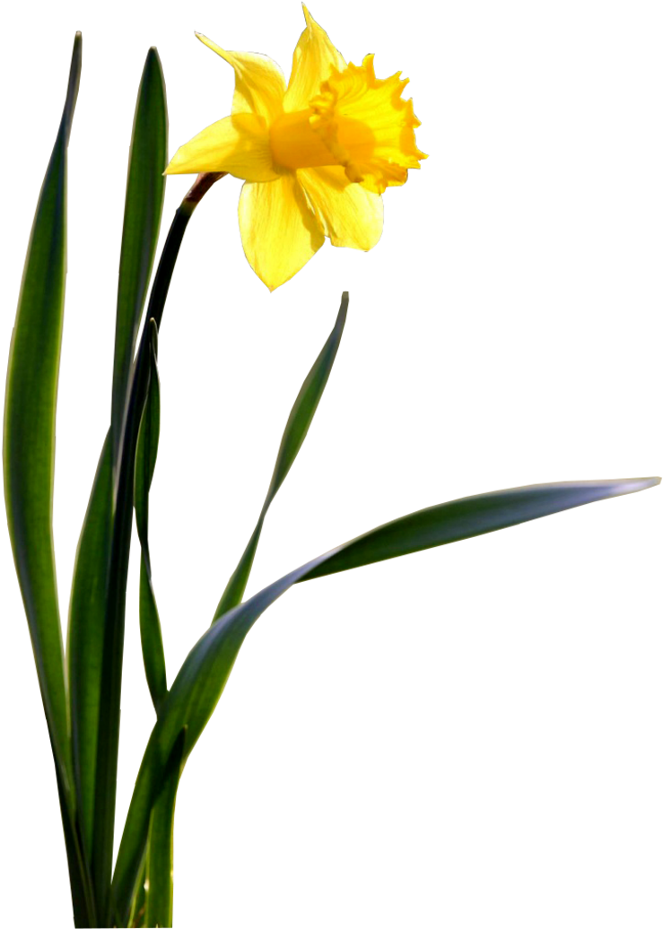 Vibrant Yellow Daffodil Flower PNG
