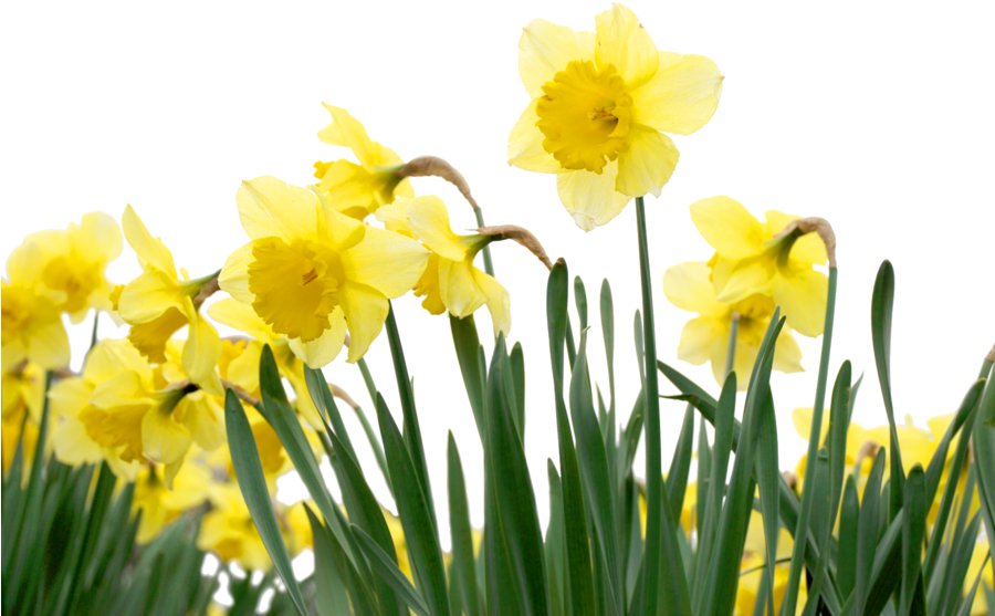 Vibrant Yellow Daffodils PNG