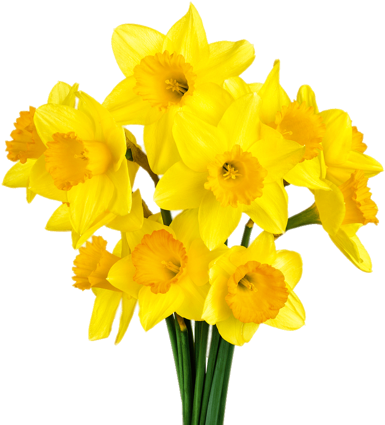 Vibrant Yellow Daffodils Bouquet PNG