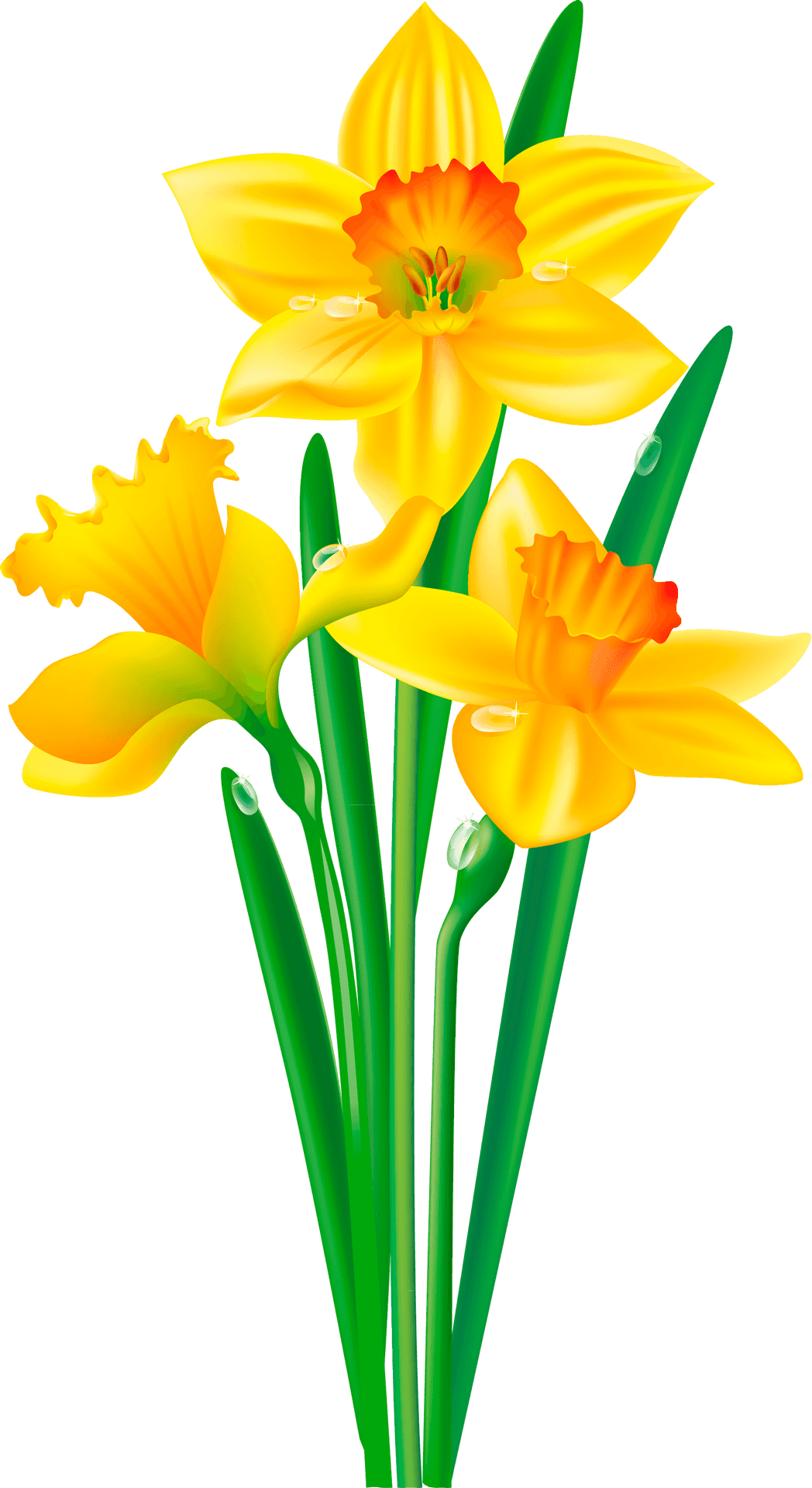 Vibrant Yellow Daffodils Illustration PNG