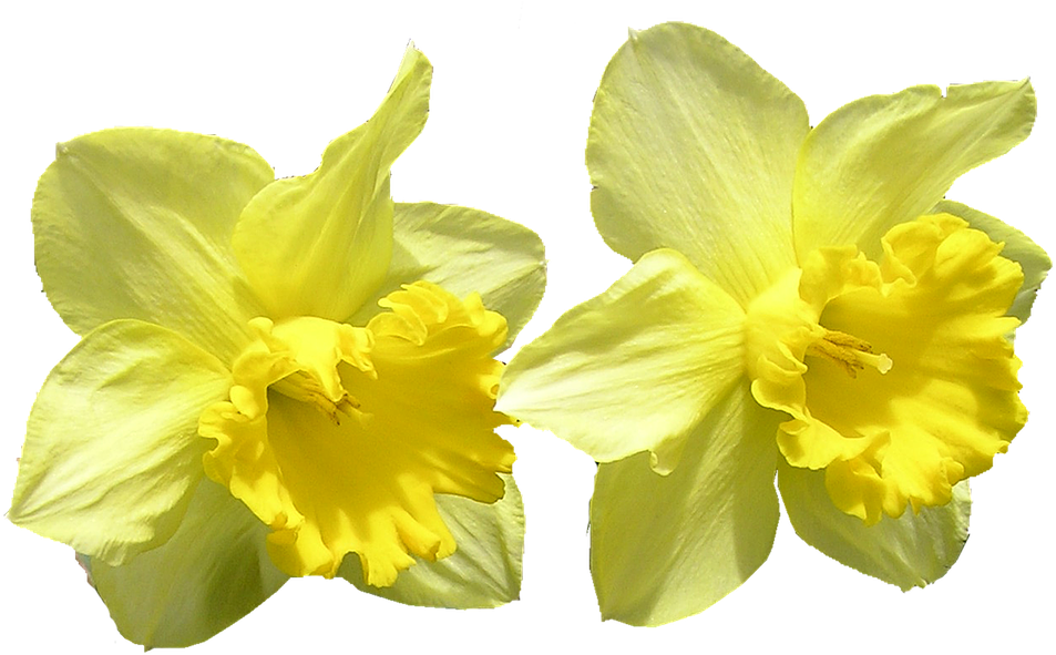 Vibrant Yellow Daffodils PNG