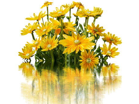Vibrant Yellow Daisies Reflection PNG